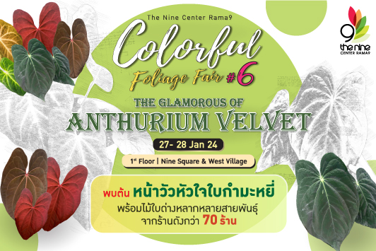 Colorful Foliage Fair #6 -The Glamorous of Anthurium Velvet-