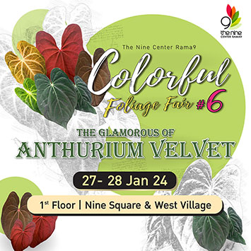 Colorful Foliage Fair #6 -The Glamorous of Anthurium Velvet-